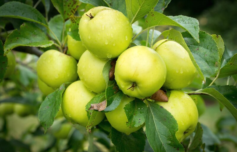 Green Apples on Tree — Natural, Summer