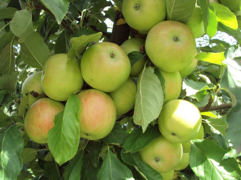 Green Apples on Tree — Natural