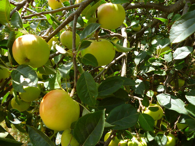 Green Apples on Tree