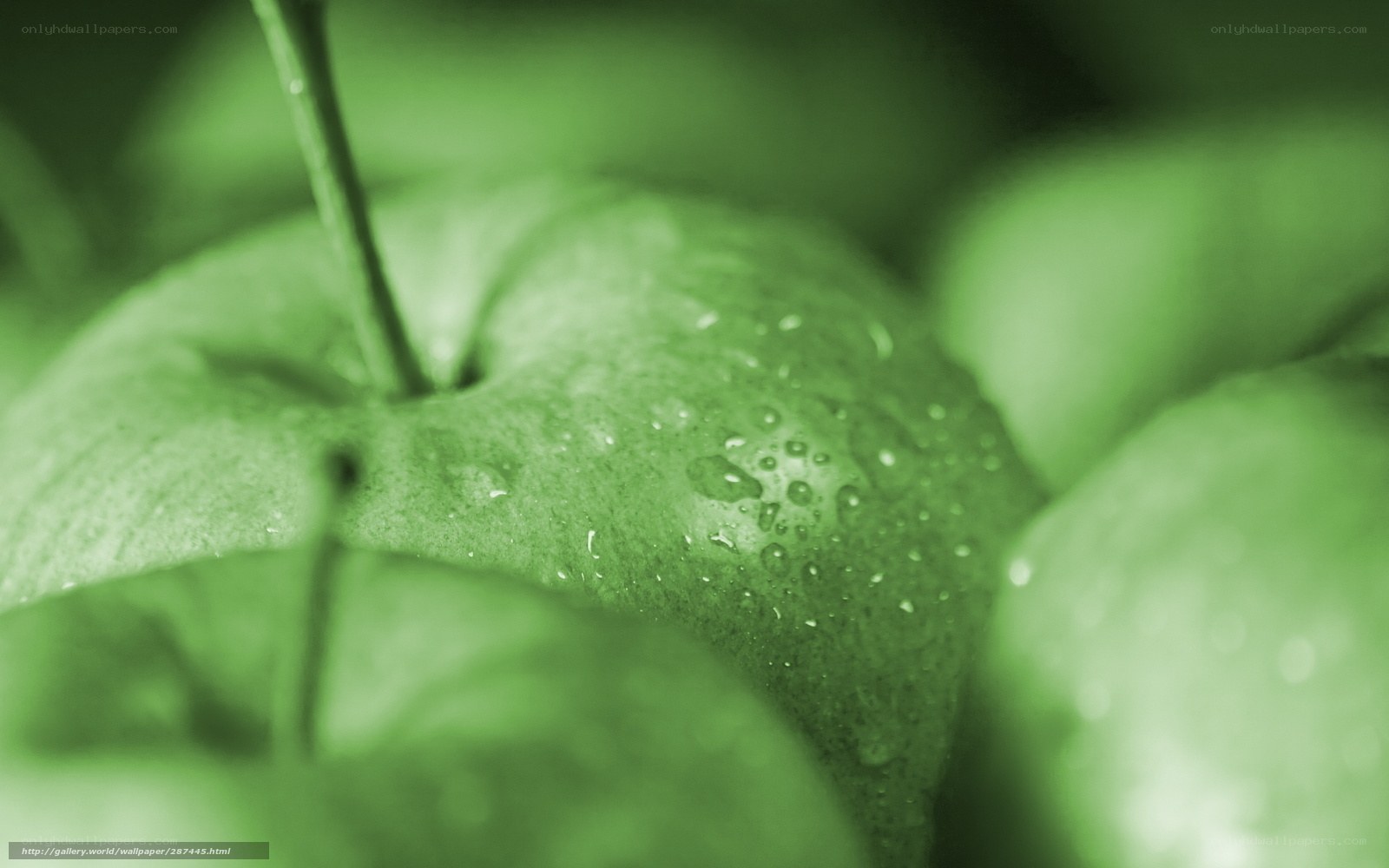 green apples with water droplets