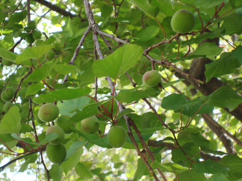 Green Apricots on Tree