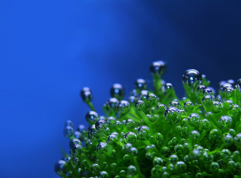 Green Aquatic Plant — Blue, Serene