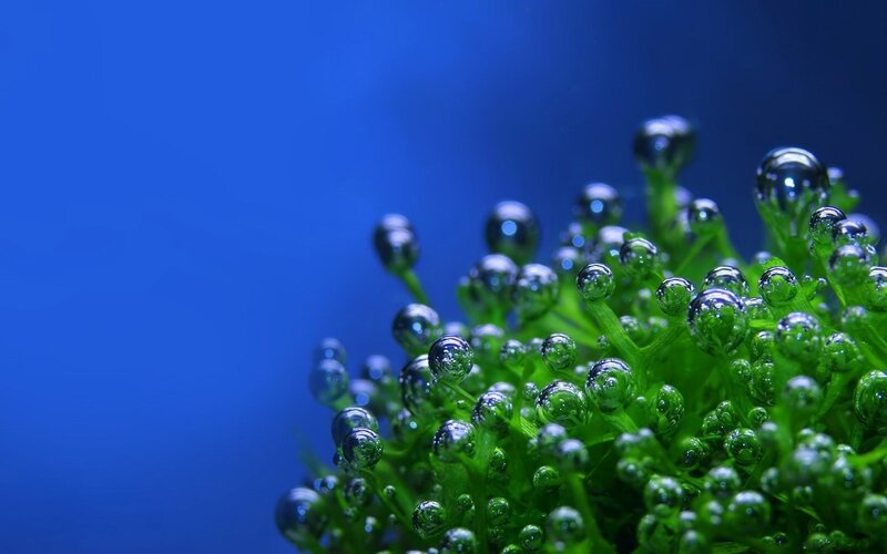 Green Aquatic Plant — Blue