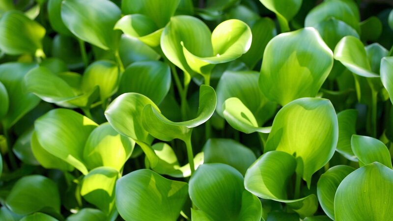 green aquatic plant leaves