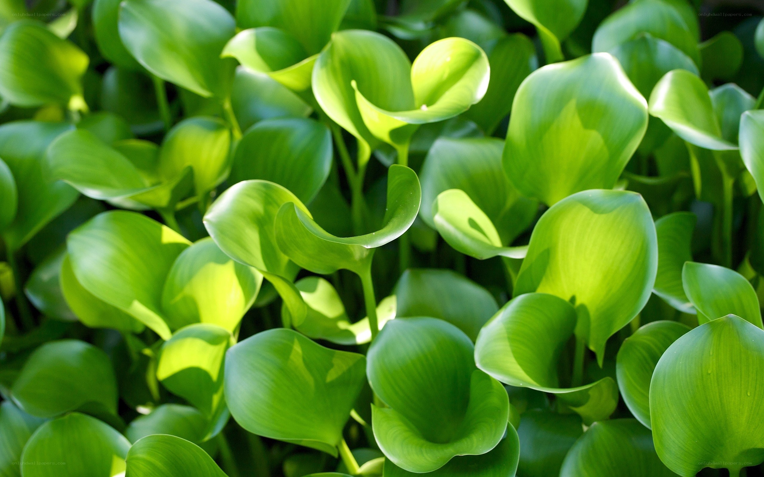 green aquatic plant leaves