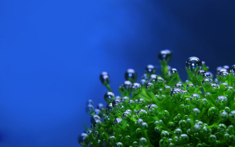 Green Aquatic Plant — Photograph