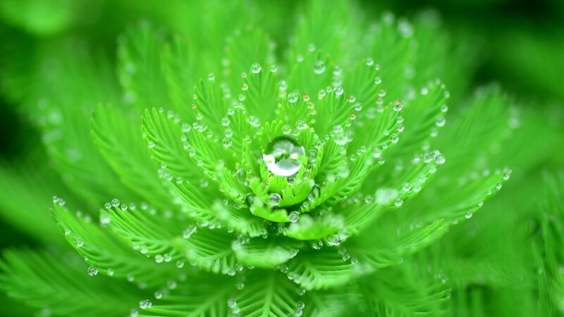Green Aquatic Plant — Serene, Photograph