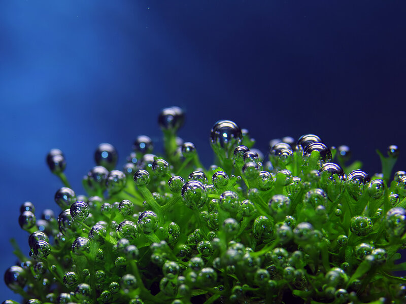 Green Aquatic Plant — Serene