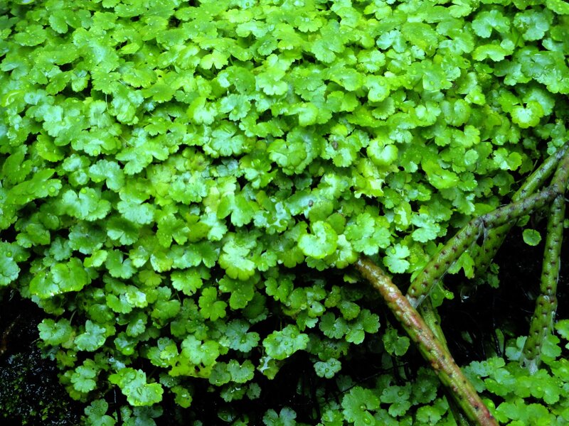 Green Aquatic Plant