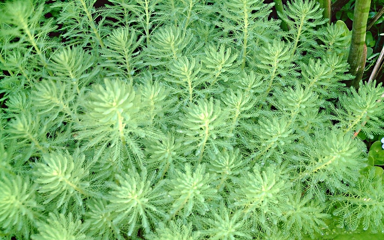 green aquatic plants
