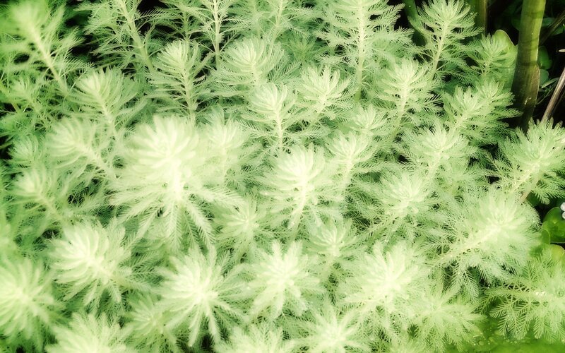 Green Aquatic Plants — Calm, Photograph