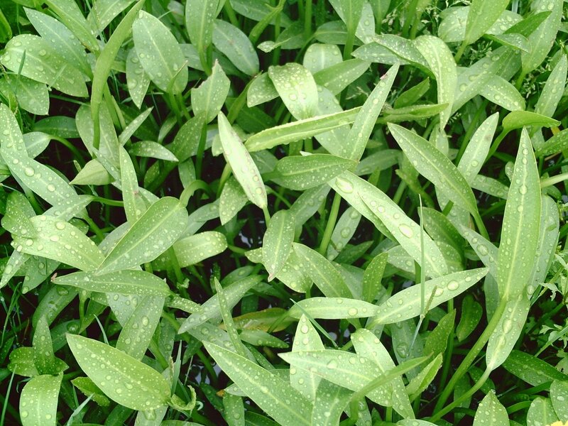 Green Aquatic Plants — Natural