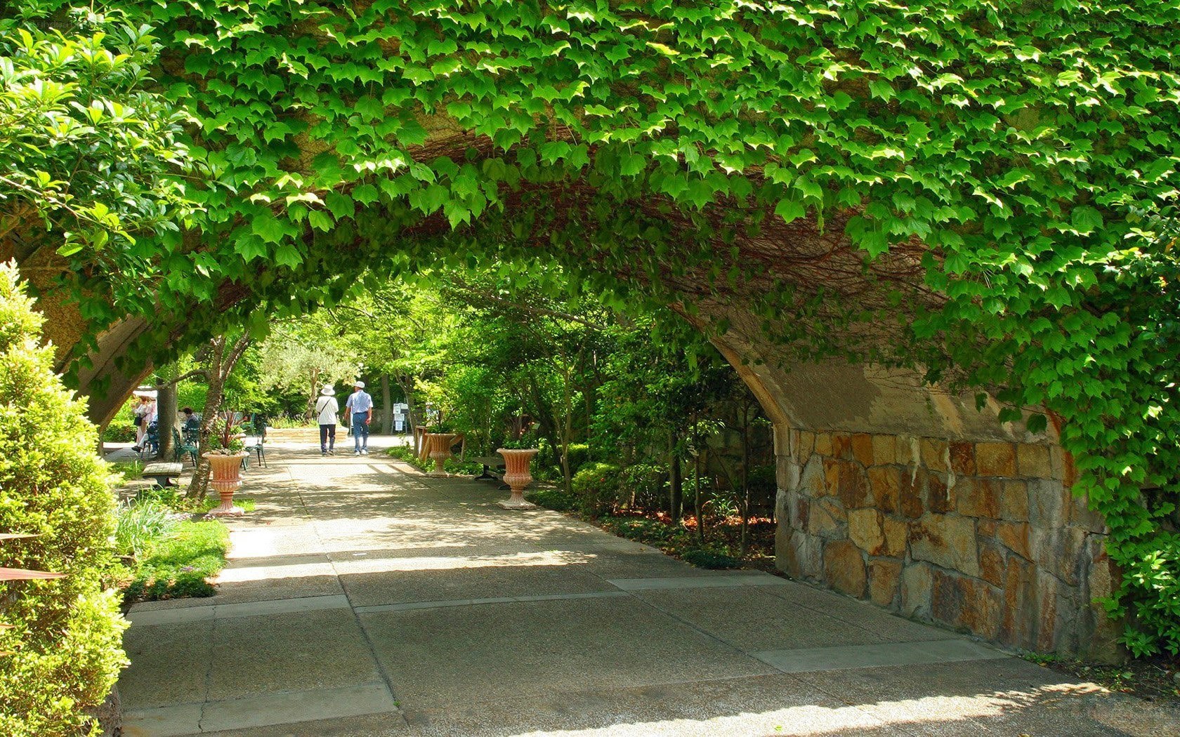 Green arbor in a garden