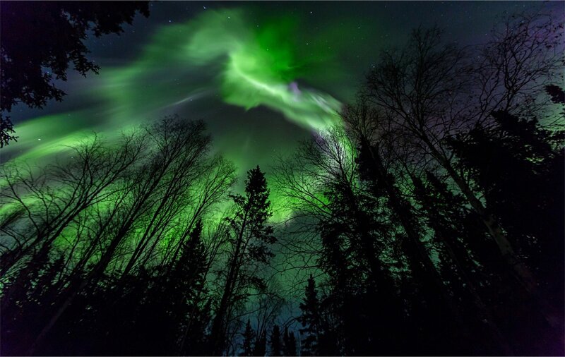 Green Aurora Borealis — Dramatic, Night, Photograph, Trees, Night Sky
