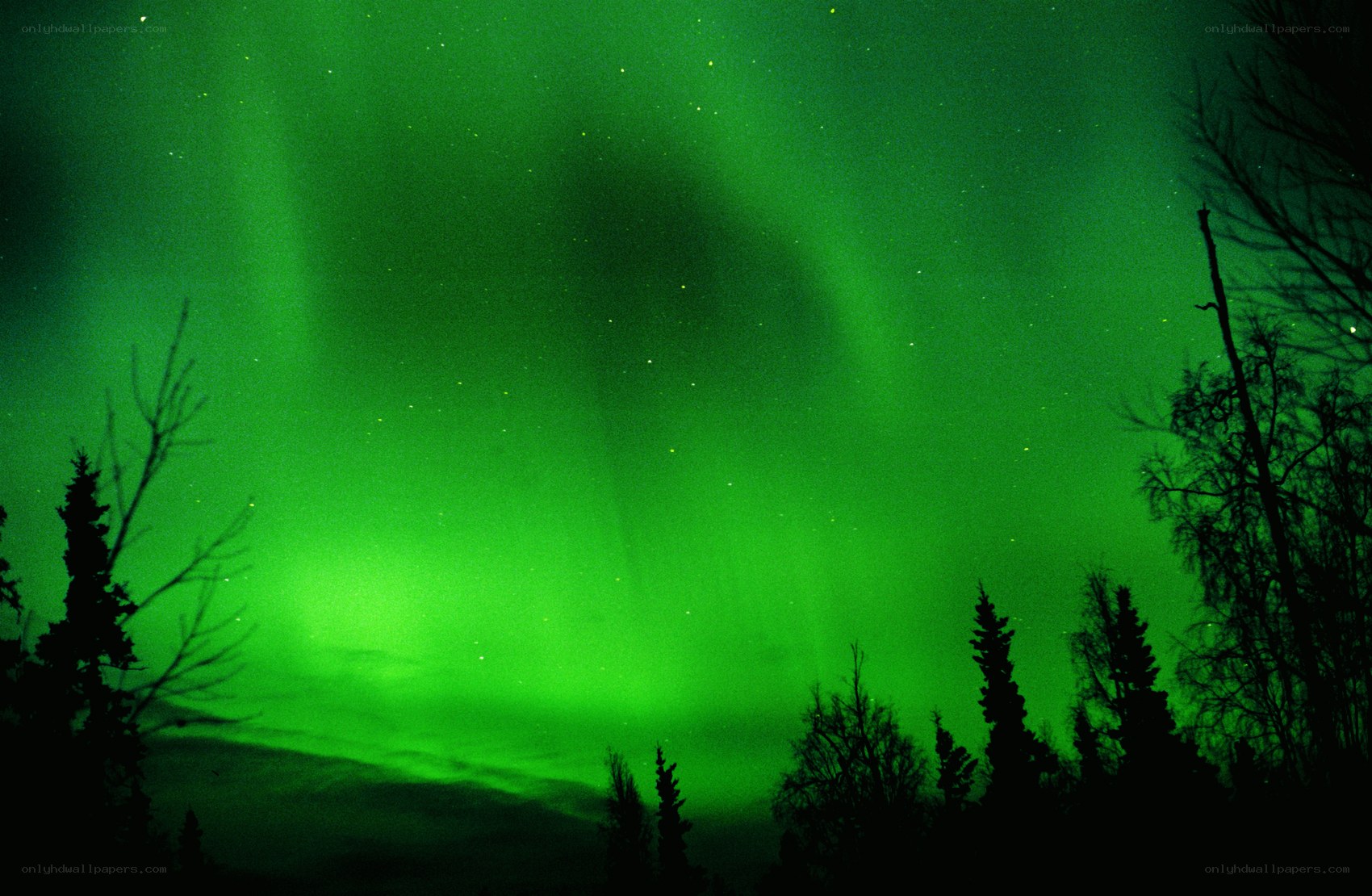 Green aurora over forest
