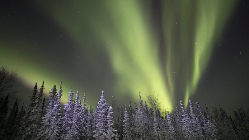 Green Aurora over Trees — Serene