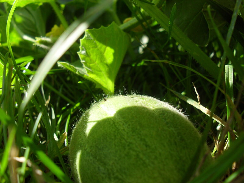green ball in grass