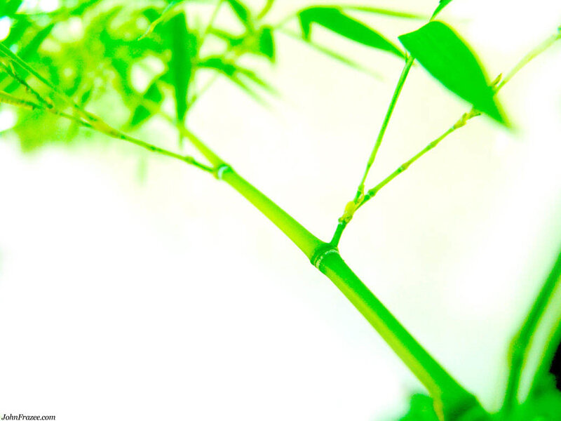 Green bamboo branch