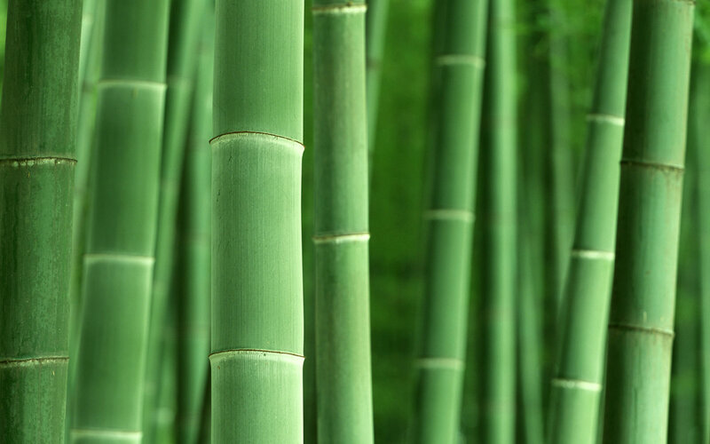 Green bamboo forest