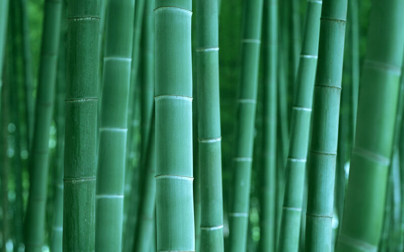 Green bamboo forest