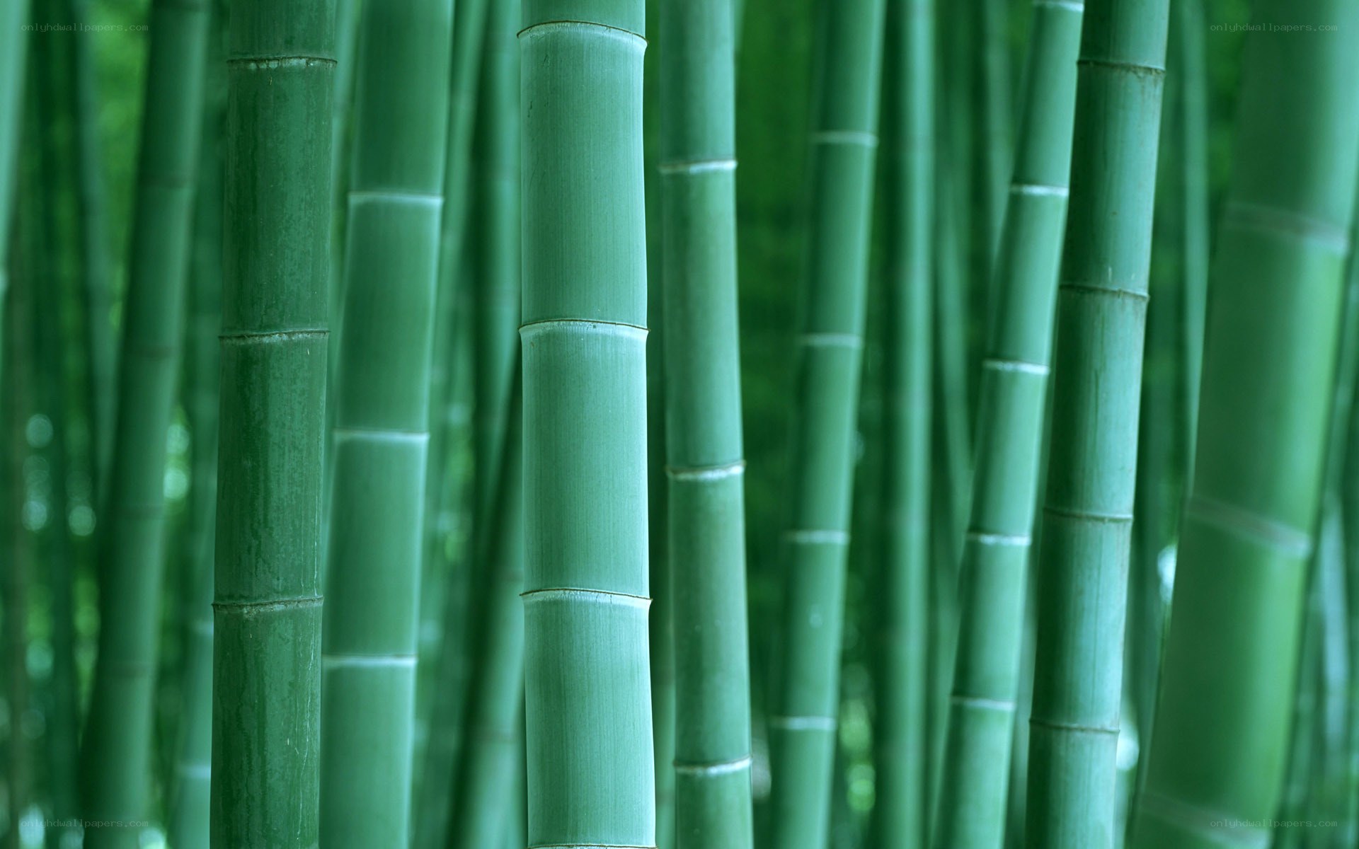 Green bamboo forest