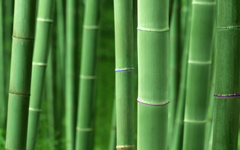 Green bamboo forest