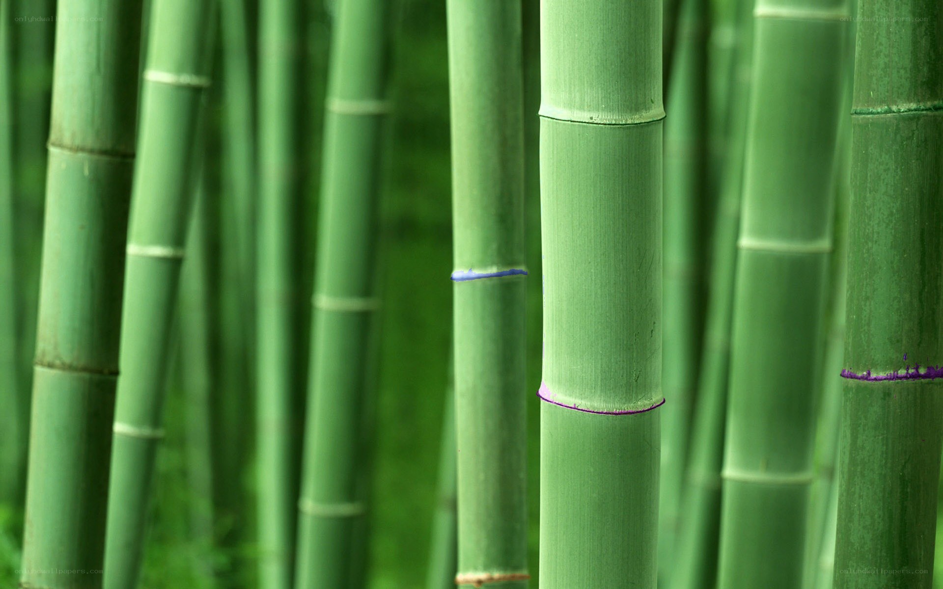 Green bamboo forest