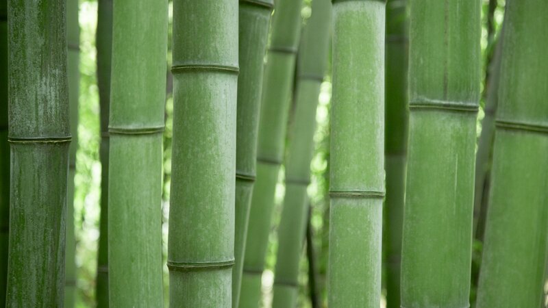 Green bamboo forest