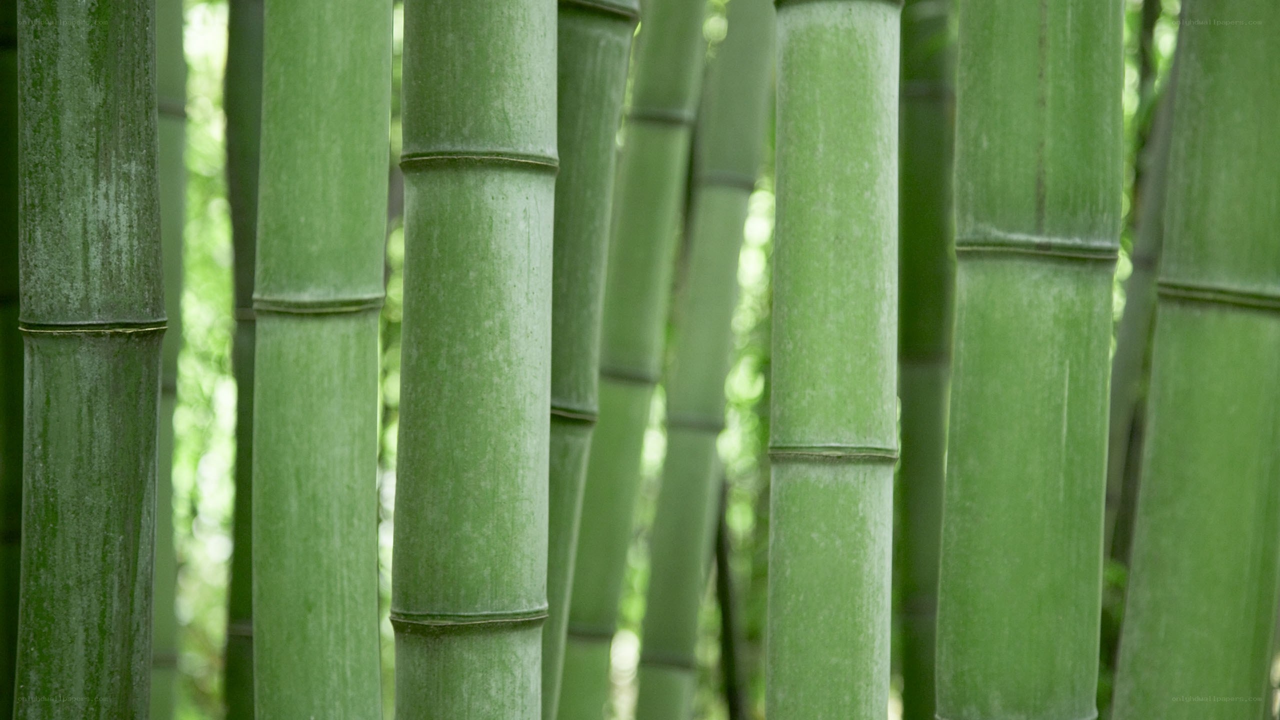Green bamboo forest