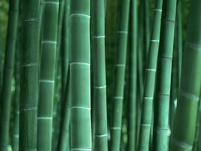 Green bamboo forest