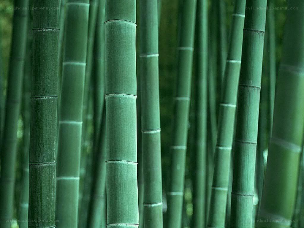 Green bamboo forest