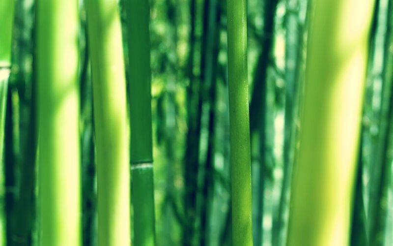 Green bamboo forest