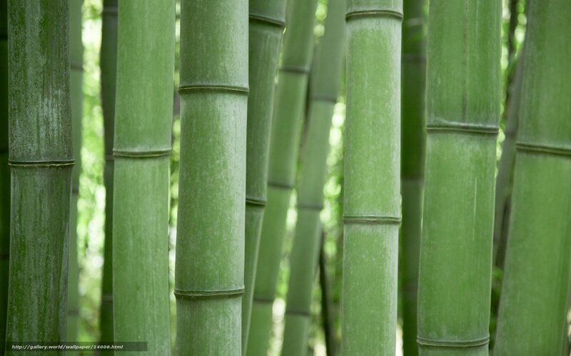 Green bamboo forest