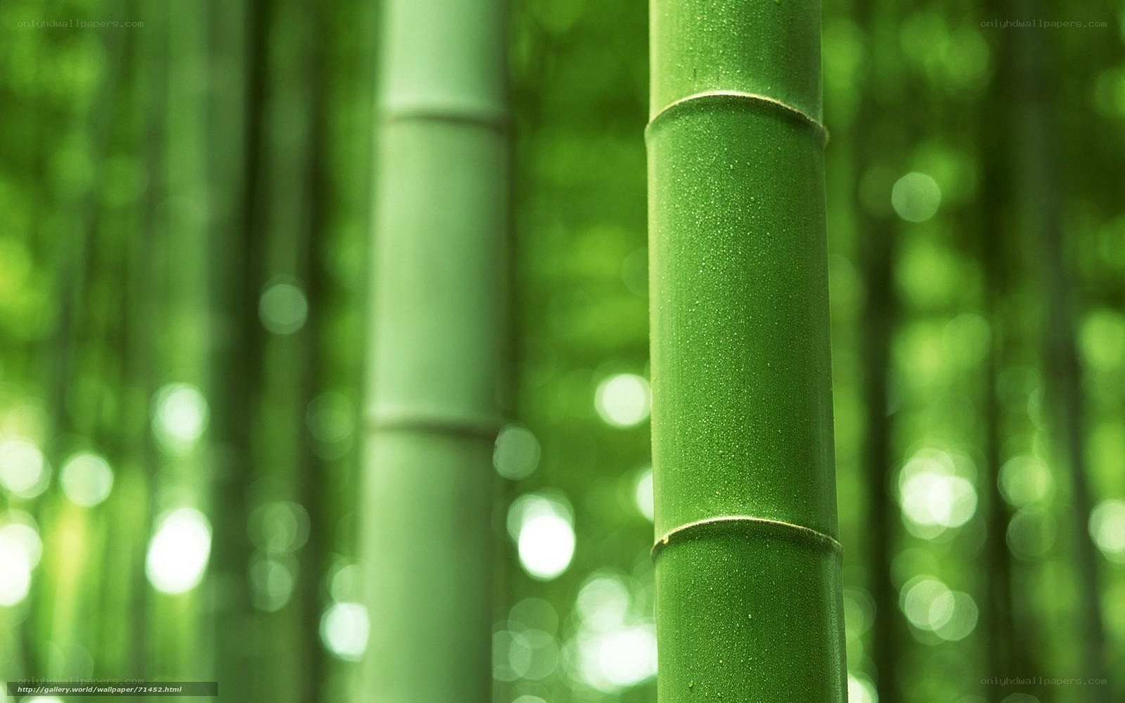 Green bamboo forest