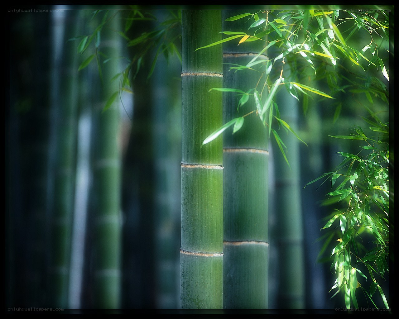 Green bamboo forest