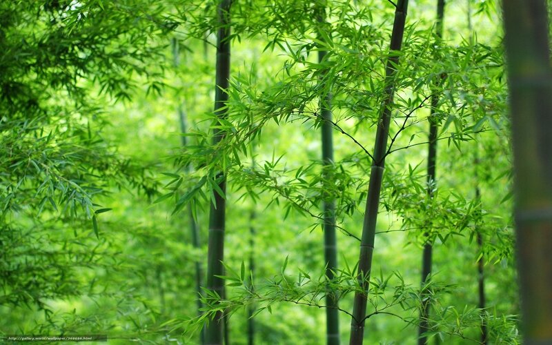 Green Bamboo Forest — Serene, Afternoon, Photograph