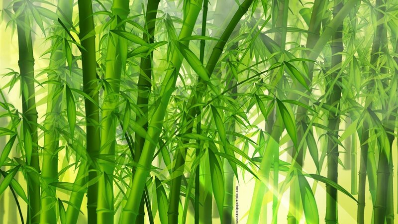 Green Bamboo Forest — Serene, Morning, Digital Art