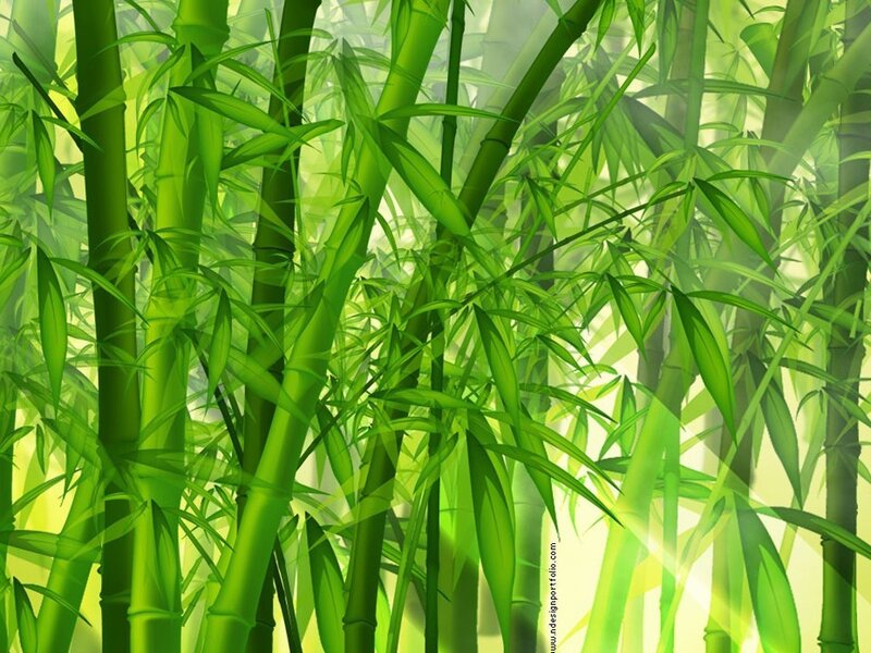 Green Bamboo Forest — Serene, Morning