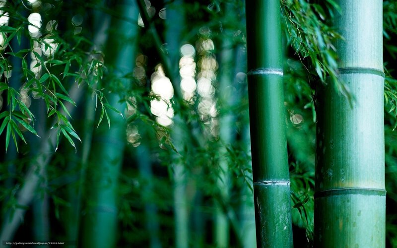 Green Bamboo Forest — Serene, Photograph