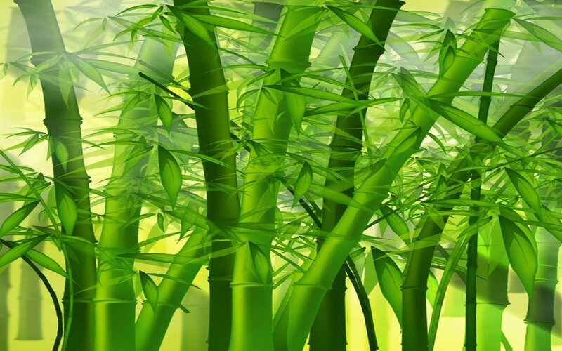 Green Bamboo Forest — Serene