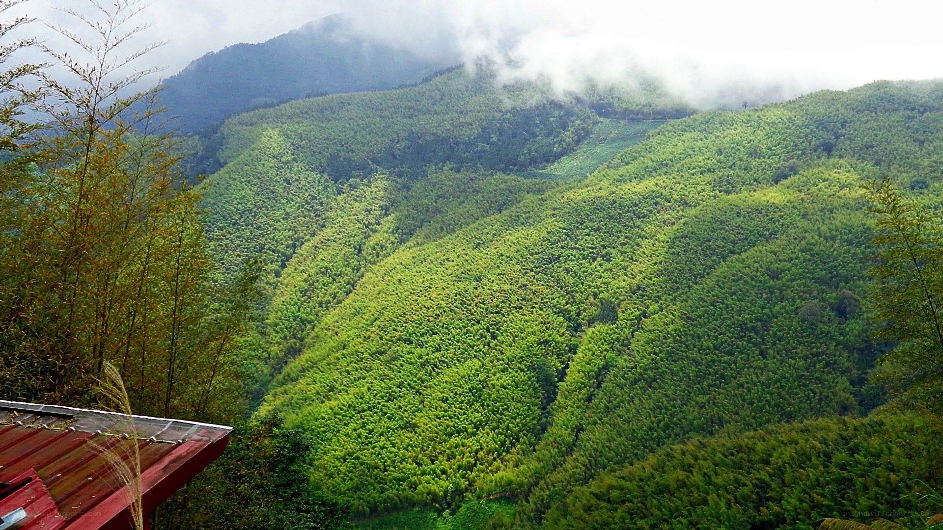 Green bamboo forest valley