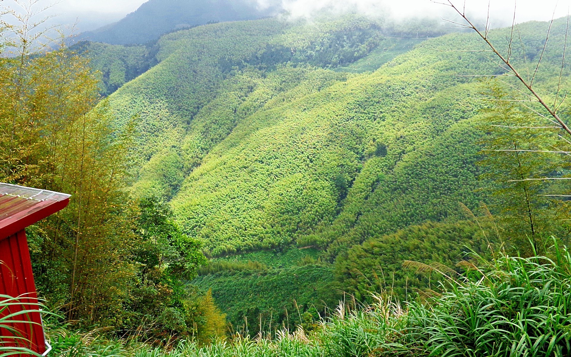 green bamboo forest valley