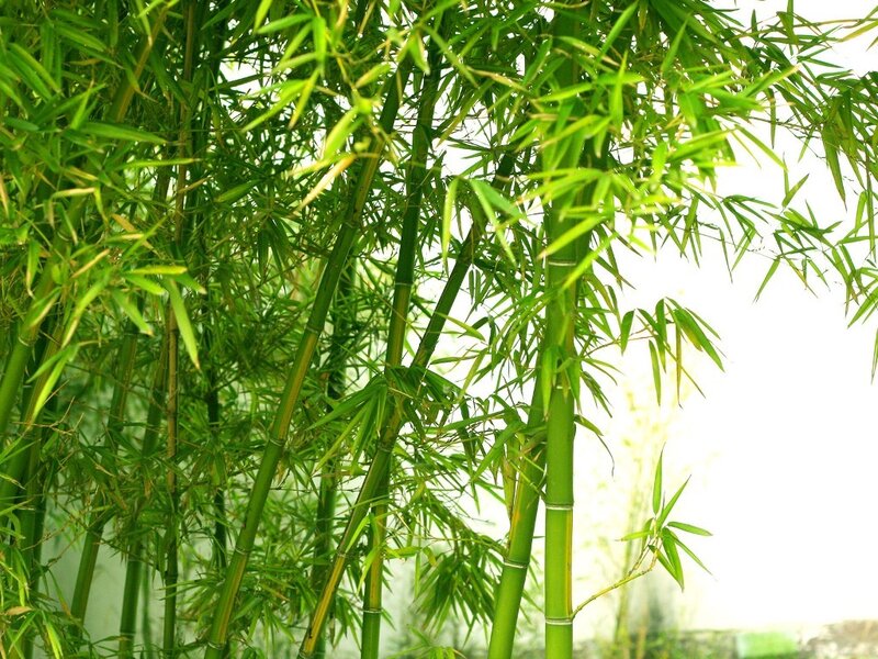 Green Bamboo Grove