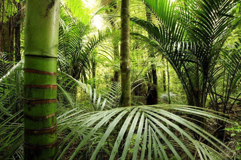 Green Bamboo in Forest — Lush, Afternoon, Photograph