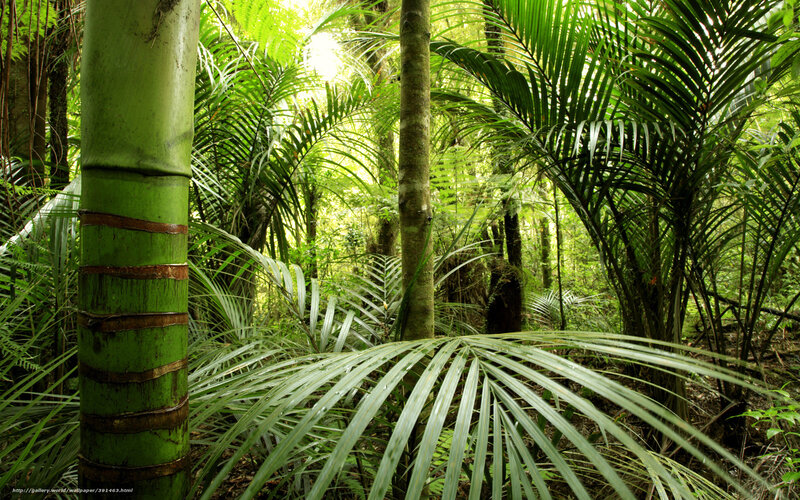 Green Bamboo in Forest — Lush