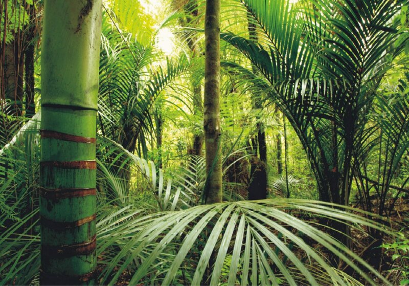 Green Bamboo in Forest