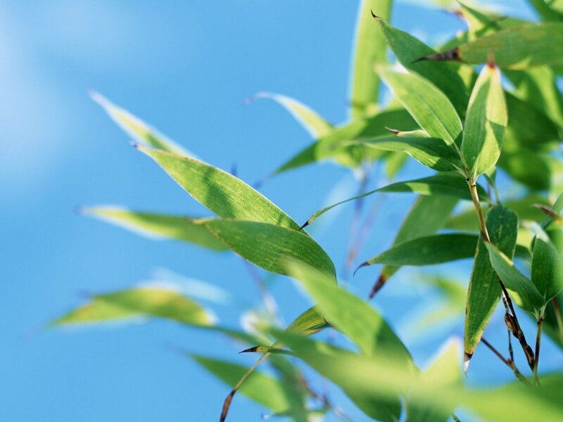 green bamboo leaves against blue sky