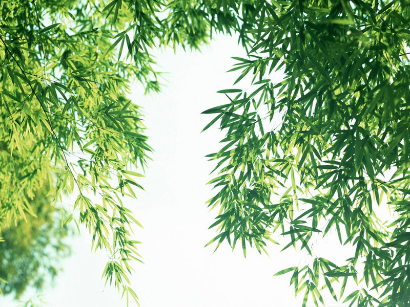 green bamboo leaves against sky