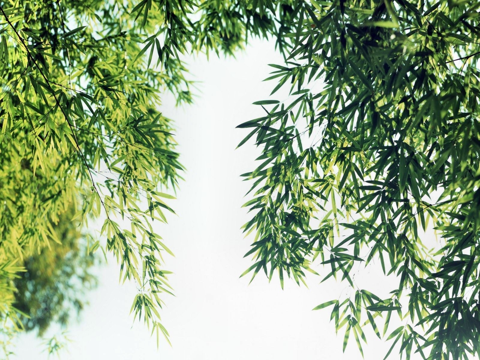 green bamboo leaves against sky