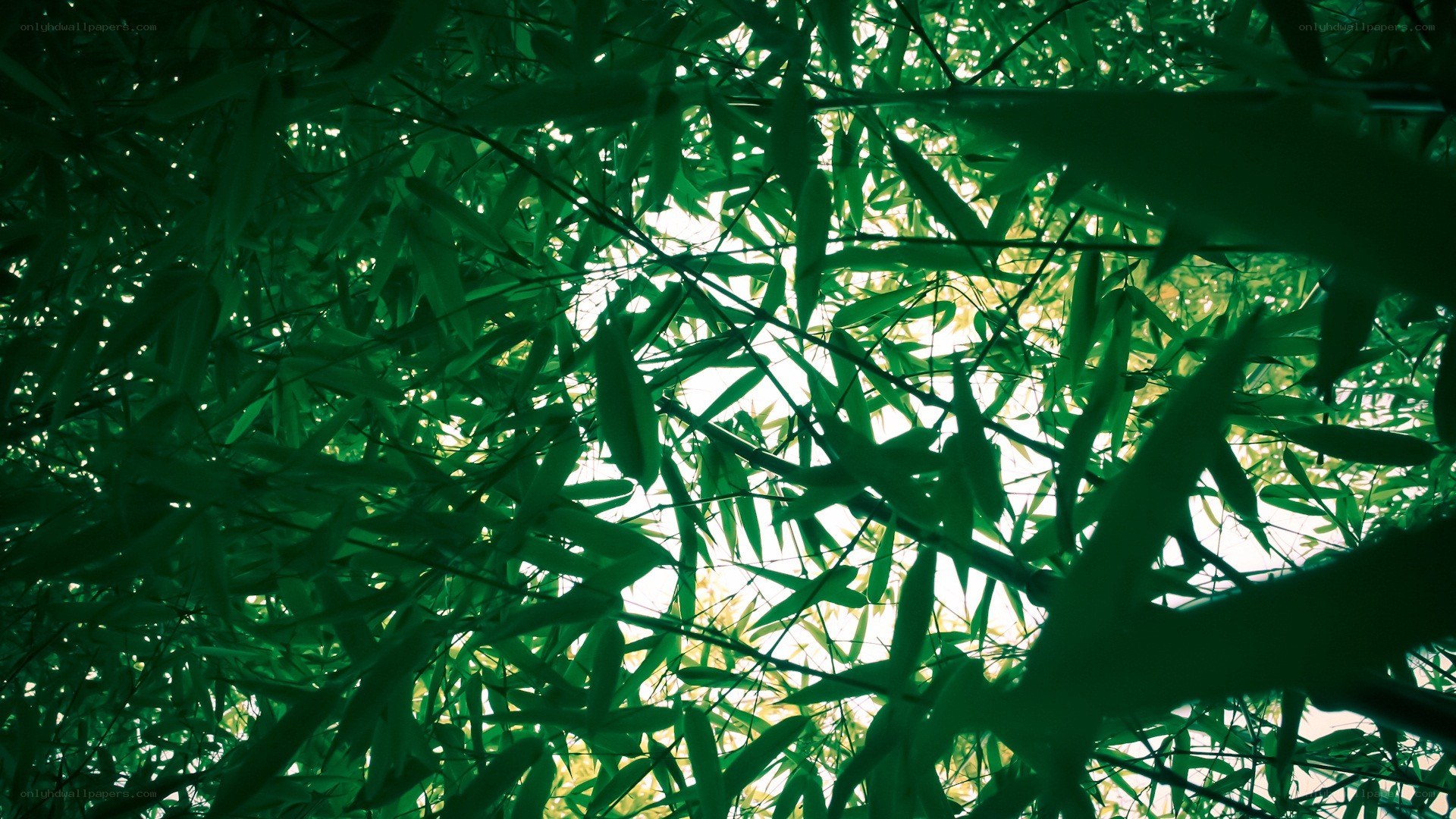 green bamboo leaves from below
